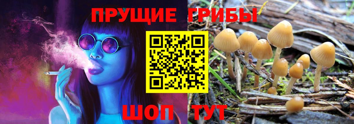 Псилоцибиновые грибы Cubensis Россия
